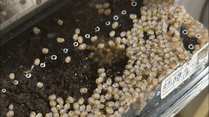 Высаживаем малька на поле. Сезон 2024. Улиточная ферма в Удмуртии