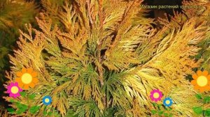 Туя складчатая Форева Голди. Краткий обзор, описание характеристик thuja plicata 4-ever Goldy