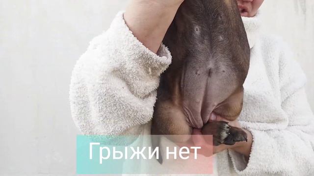 КАНЕ КОРСО КРЫМ. Рыжая девочка ( свободна) смотреть онлайн