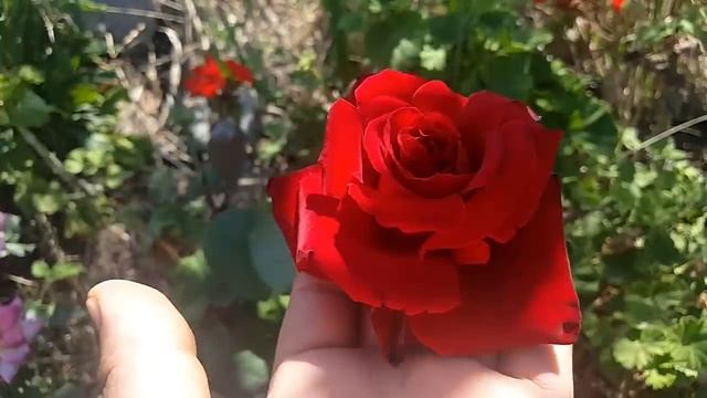 Marcel Pagnol  MEIsoyris   Meilland 1994 - rose - rosa - rosier