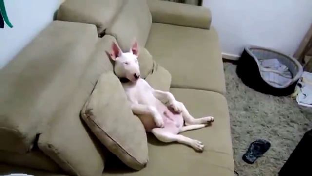 Бультерьер устал после работы смотреть онлайн