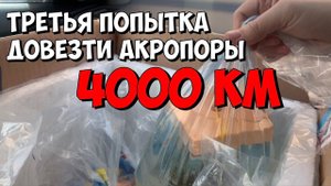 Снова пробую довезти акропоры | Морской аквариум | ЧАСТЬ 3