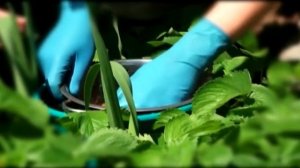 Борьба с вредителями клубники