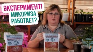 Микориза для растений. Кормилица Микориза эксперимент с рассадой от Екатерины Новиковой