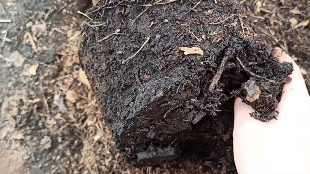 Посадка голубики. Новый ряд смотреть онлайн