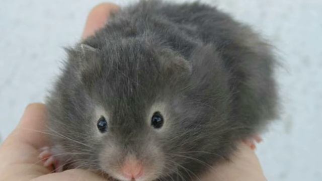 Окрасы сирийских хомяков. 2 часть