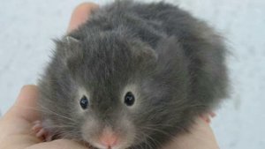 Окрасы сирийских хомяков. 2 часть