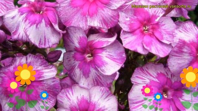 Флокс метельчатый Дракон. Краткий обзор, описание характеристик, где купить рассада смотреть онлайн