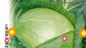 Капуста белокочанная Точка. Краткий обзор, описание характеристик brássica olerácea