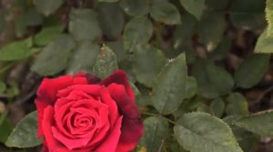 темно красная роза Аппер Класс, питомник роз полины козловой rozarium.biz, dark red rose upper Clas