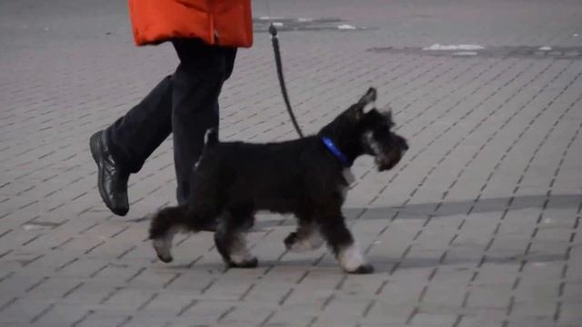 Минимакс Тотилас смотреть онлайн