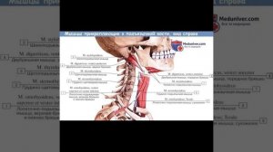 Human body: Мышцы, прикрепляющие к подъязычной кости/13.09.22
