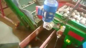 Сухая очистка, калибровка и фасовка картофеля