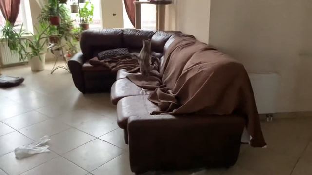 ДИКИЕ ИГРЫ КОТЯТ СЕРВАЛА / WILD GAMES SERVAL CATS смотреть онлайн