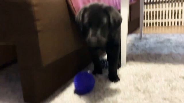 Лабрадор Дружок ( время подарков ) смотреть онлайн