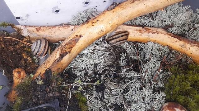 Улитки Ахатины КУШАЮТ ОДУВАНЧИКИ и ЛАЗАЮТ ПО ВЕТКАМ// необычная КЛАДКА КАРАКОЛУСОВ | Alex Li смотреть онлайн