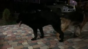 Вязка собак, немецкая овчарка