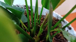 Спатифиллум и Антуриум - групповая посадка спустя месяц! Отличная идея, прекрасный результат!