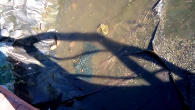 чистим водоем