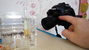 Макрорельсы. Как снимать муравьев на зеркальную камеру Canon