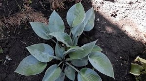 #hosta #Halcyon #Халцион / Хоста  голубая Халцион (лат. hosta Halcyon)( M). Кратко об уходе