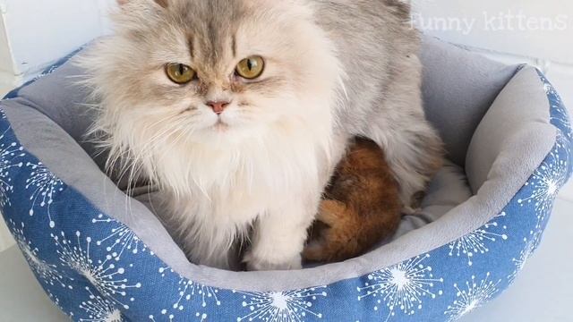 Золотая Британская Длинношерстная кошка Ася и ее невероятно красивые детки
