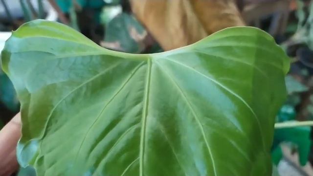 Anthurium Hybrid смотреть онлайн