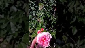 Сентябрьское цветение роз Шарль де Нерво, Ханс Гановейн, Французское Платье, Вайлд блу Яндер