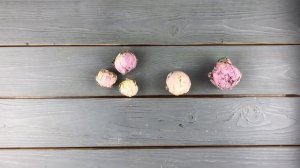 Стабилизированные пионы | Какие бывают цвета, размеры, степени раскрытия бутонов