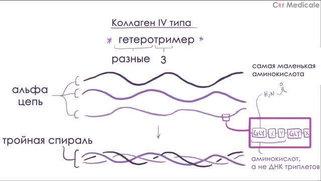 Синдром Альпорта - механизм развития, причины, клинические проявления