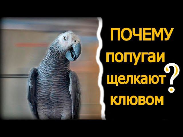 ПОЧЕМУ ПОПУГАИ ЩЁЛКАЮТ КЛЮВОМ?ЖАКО ПЕТРУНЯ болтает без умолку