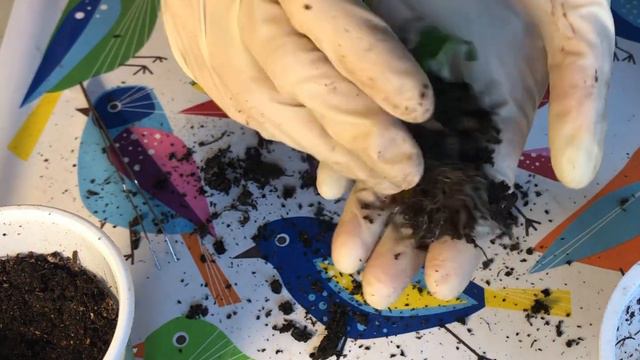 Пикировка бакопы. Легко и просто смотреть онлайн