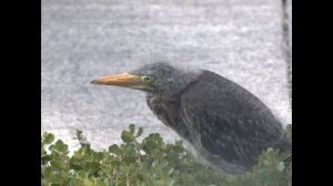 Baby Heron Leaves the Nest