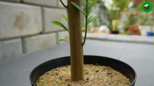 Propagate lemon tree from cutting with tomato🍅🍅