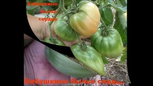 Томат сорт Бабушконо бычье сердце