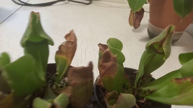 Зимовка хищных растений ( непентес хукериана , венерина мухоловка , саррацения веноза ). смотреть онлайн