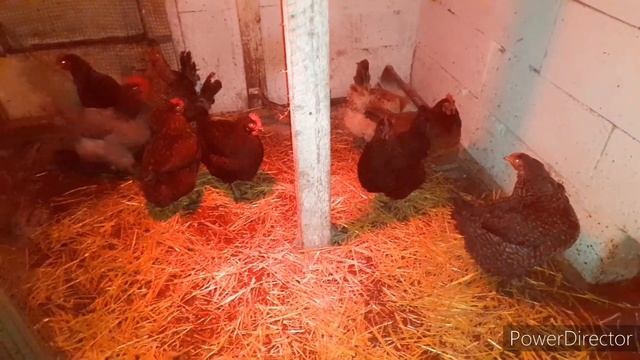 ✔Почему Сухая Подстилка у кур в Курятнике!?//Это влияет на количество яиц у кур несушек.