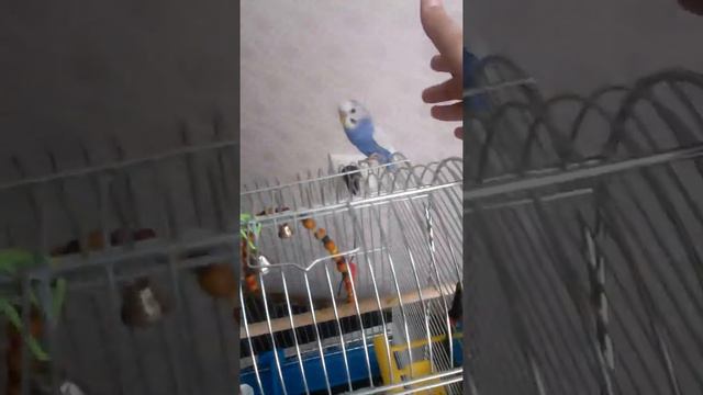 Как приручить волнистых попугаев?Ответ от Попугайчики TV. смотреть онлайн