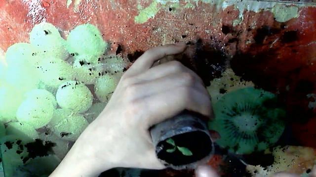 Пикируем баклажаны, экономим место. Dive eggplant, save place. смотреть онлайн