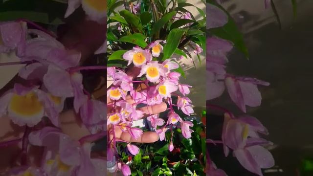 Dendrobium Farmery Anthurium #learngardening