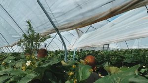 Какая работа в Англии на фермах с почасовой оплатой/Hugh Lowe farm #работаванглии##concordia