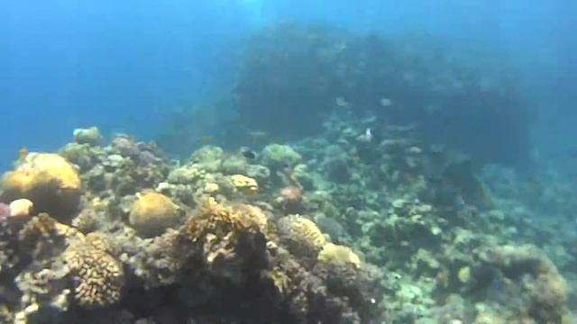 Ныряем в красном море. смотреть онлайн