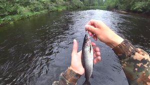 Хариус на спиннинг. Рыбалка на таежной реке.
