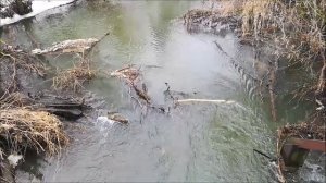 Река Ведуга, в селе Терновое , Семилукский район, 31.03.2022