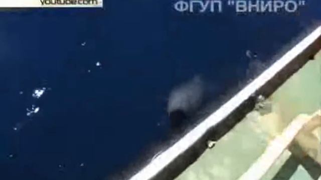 Русские моряки встретили в море гигантского кальмара смотреть онлайн