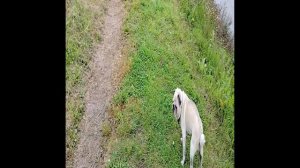 река Луга,Погода с утра с моросящим дождём.