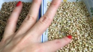 КАК прорастить РОЖЬ и ГРЕЧКУ. Лучший и простой способ проращивания РЕЦЕПТ пошаговая инструкция