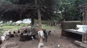 Как жить на дивиденды_ Дивидендная стратегия инвестирования