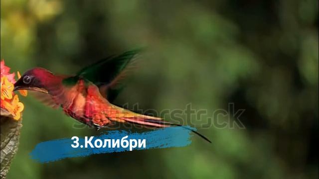 5 самых красивых животных в мире!
