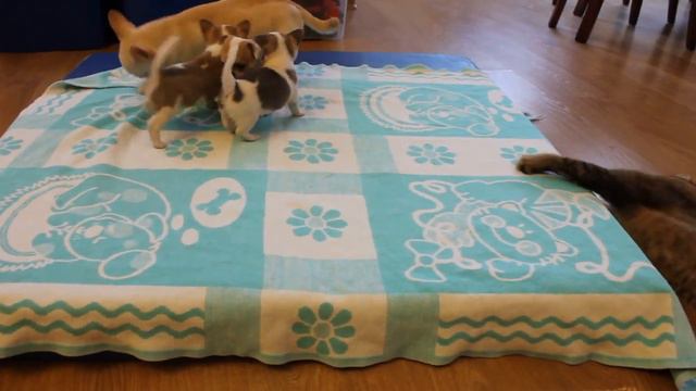 Тверская Жемчужина. Чихуахуа. Тверь. смотреть онлайн